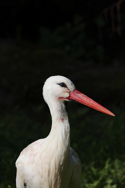 birdwatching