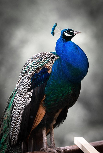 birdwatching