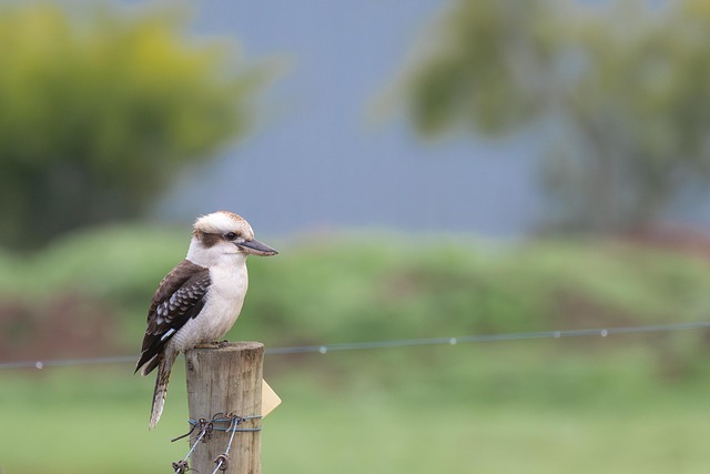 birdwatching-640x480-77859326.jpeg