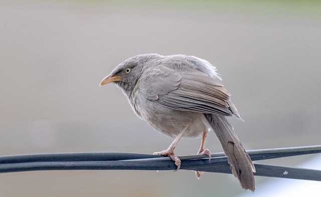 birdwatching