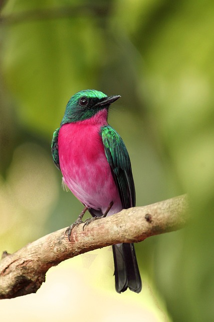 birdwatching-640x480-90976607.jpeg