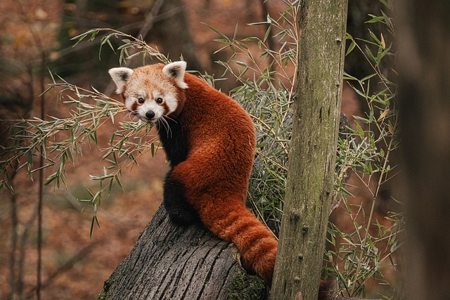 Climbing