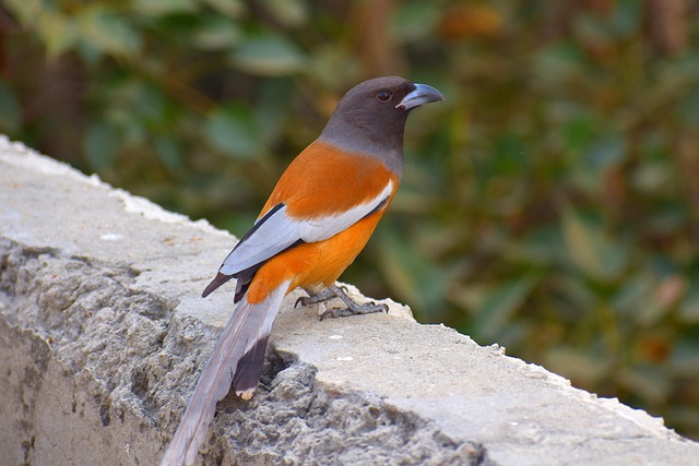 common