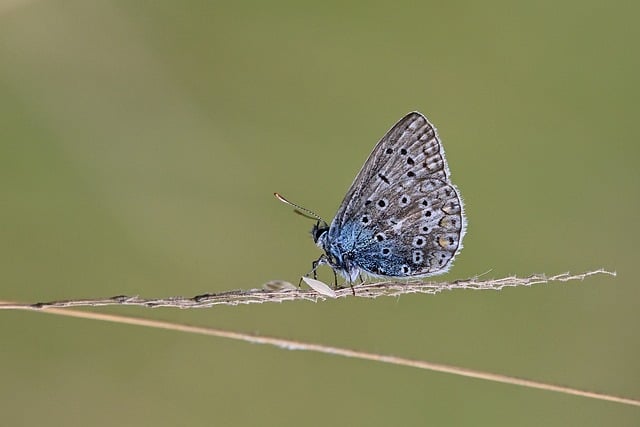 common