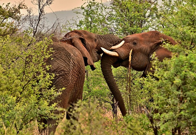 conservation