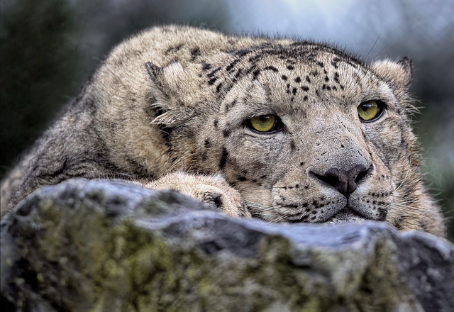 conservation-640x480-28586307.png