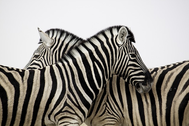conservation