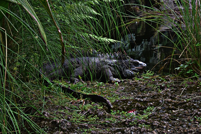 conservation