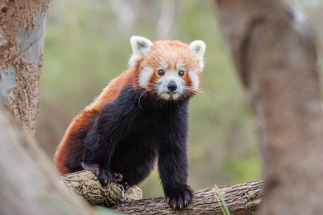 conservation-640x480-75583240.jpeg