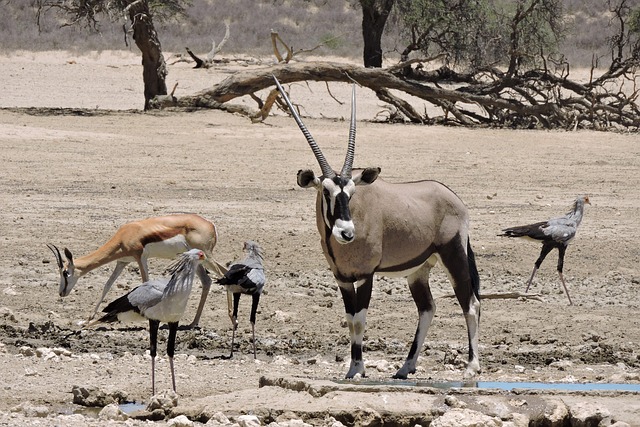 conservation-640x480-88296252.jpeg