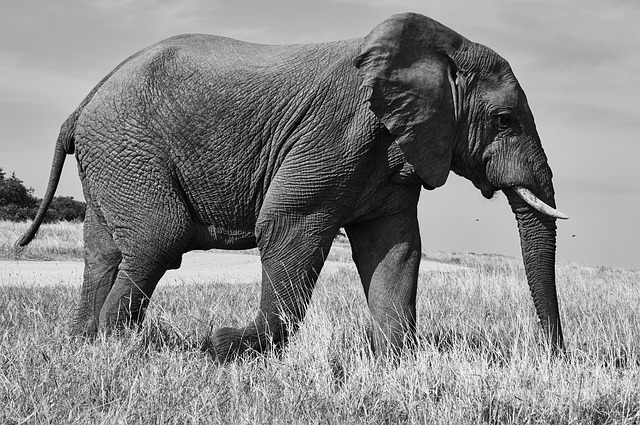 conservation