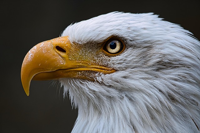 conservation-640x480-90628615.jpeg