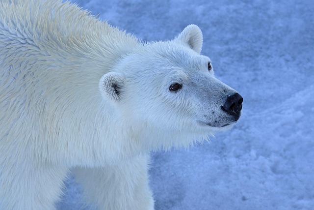 conservation-640x480-91978082.jpeg