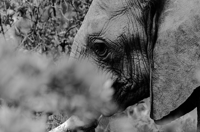 conservation