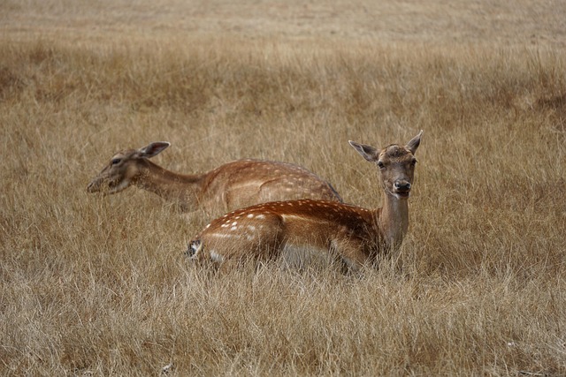 couple-640x480-96163367.jpeg