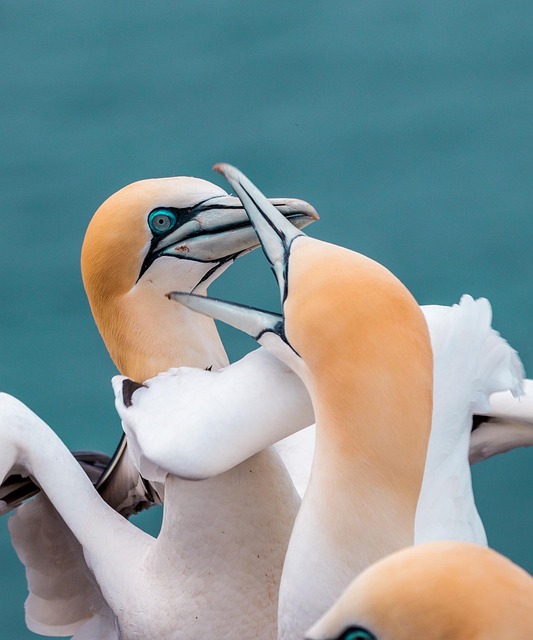 dispute