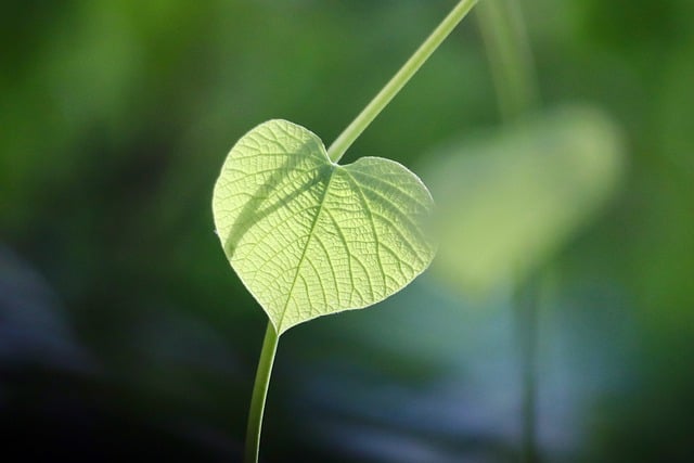 eco friendly