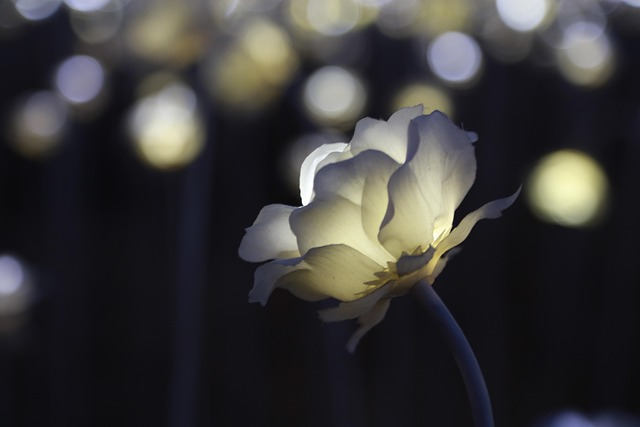 electric-lights-640x480-85856452.jpeg