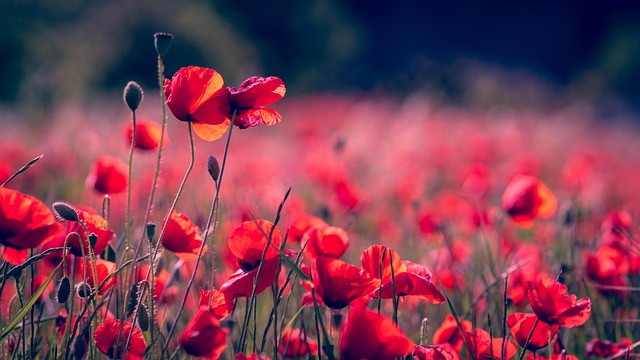 field