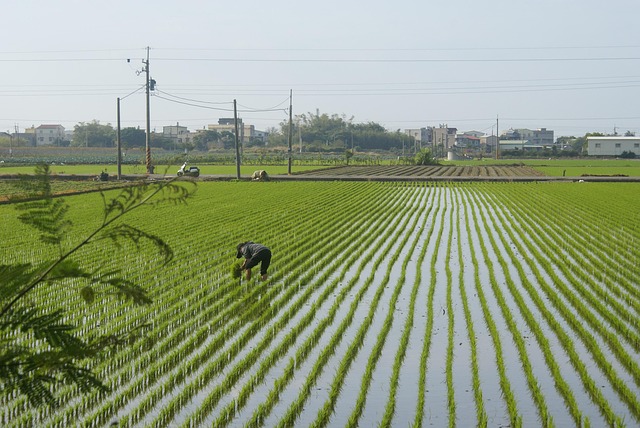 field