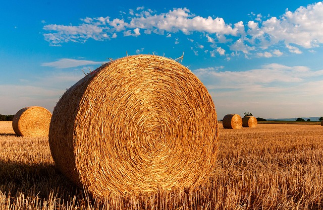 field