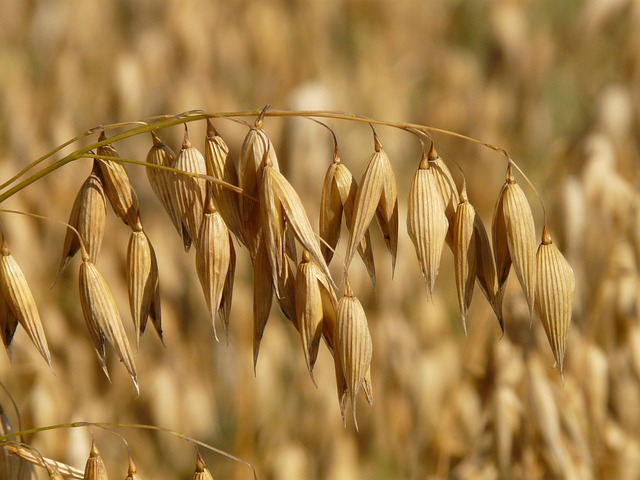field