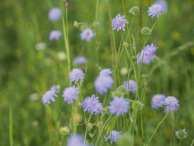 field