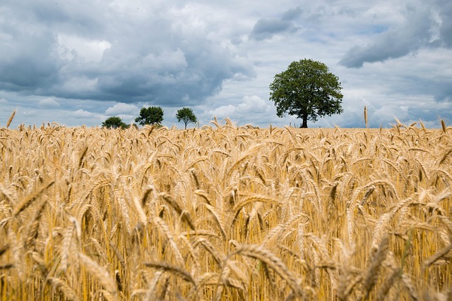 field