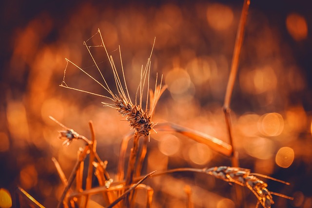 field-640x480-67185378.jpeg