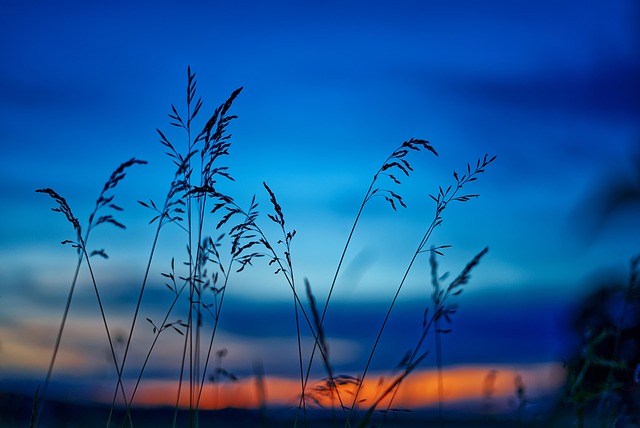 field-640x480-97565235.jpeg