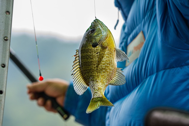 fishing-640x480-42958706.jpeg