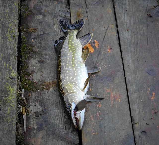 fishing