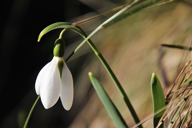 flowers-640x480-22149249.jpeg