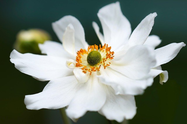 flowers-640x480-40190461.jpeg