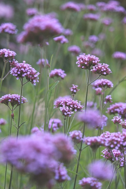flowers-640x480-41499900.jpeg