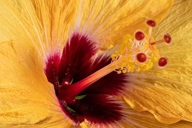 flowers-640x480-49601046.jpeg