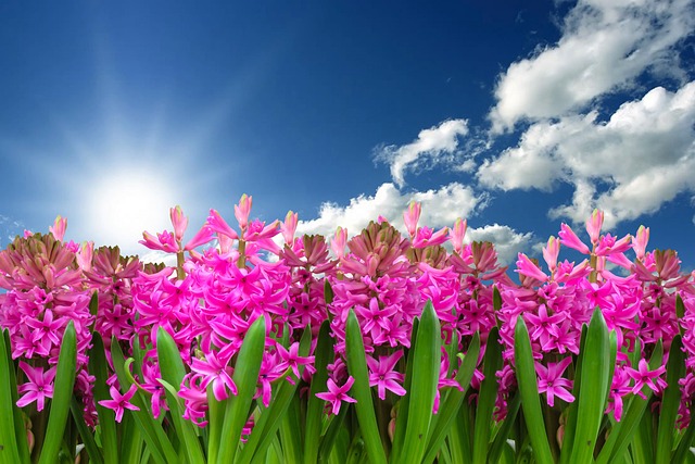 Flowers