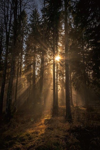 forest