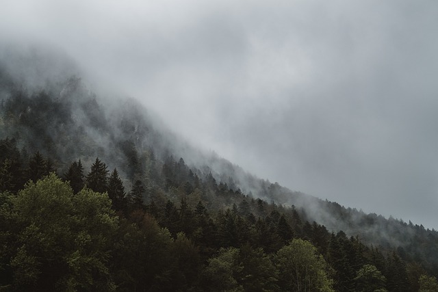forest
