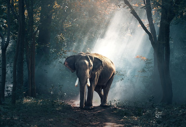 forest