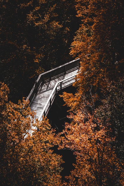 forest-640x480-43441414.jpeg