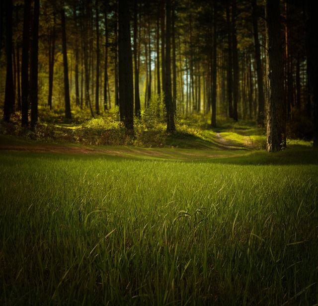 forest