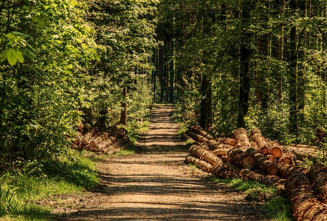 forest