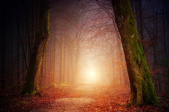 Forest