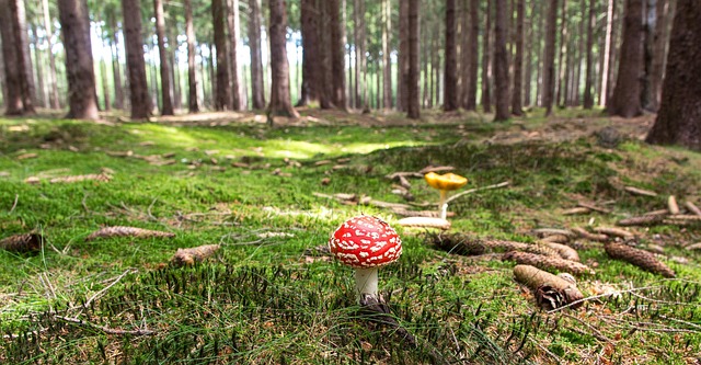 forest