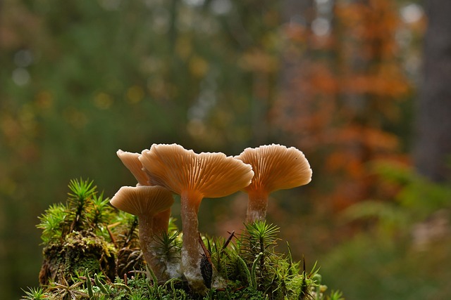 forest