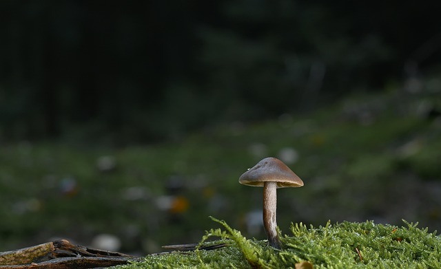 forest