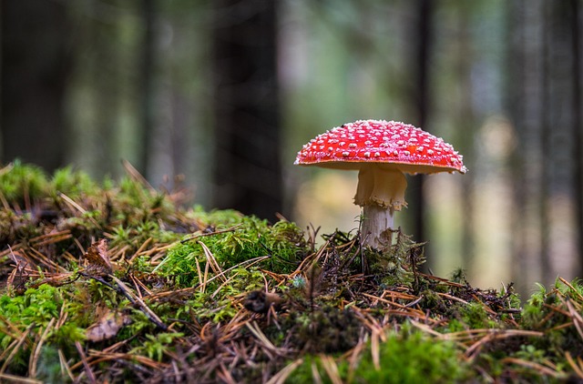 forest