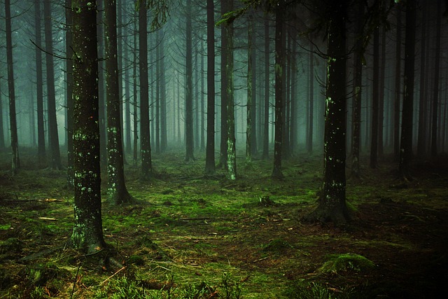 forest
