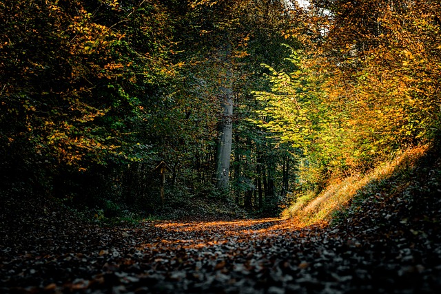 Explore Scenic Oregon Trails: Group Hiking Events for Every Season